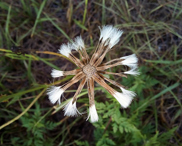 [Emanating from a brown center are thin brown stems with lots of white wispy ends. There is a circle of these emantions, but spaces between them so it is not a full circle. There are clumps of them with large gaps where one can see the ground below.]